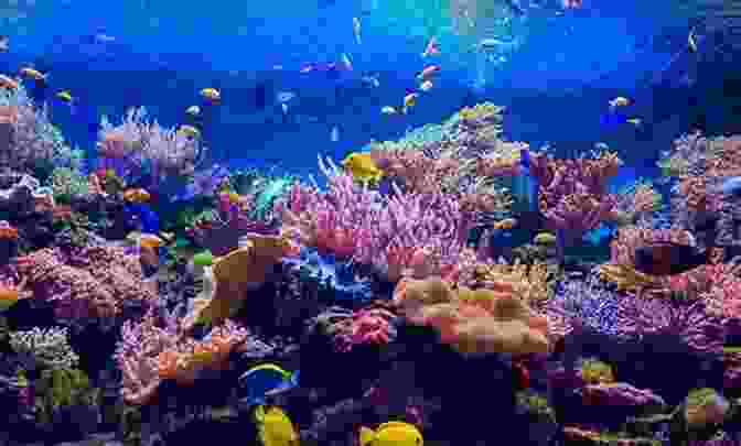 A Breathtaking Photo Of A Vibrant Coral Reef Teeming With Colorful Marine Life. Ponies: Photos And Fun Facts For Kids (Kids Learn With Pictures 67)