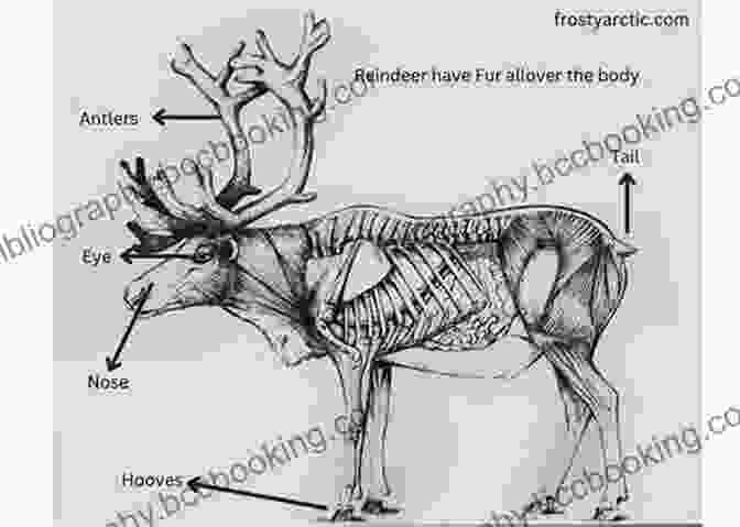 A Detailed Anatomical Diagram Of A Reindeer, Highlighting Its Key Physical Characteristics, Including Its Antlers, Hooves, And Distinctive Fur I See A Reindeer But (You See A WHAT?)