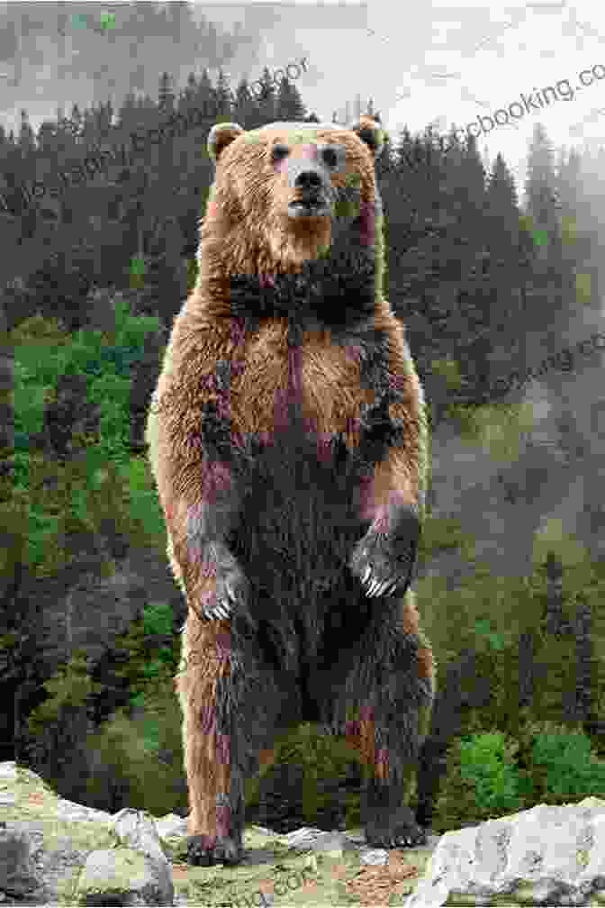 A Majestic Brown Bear Stands Tall Amidst A Misty Forest, Its Gaze Piercing And Enigmatic. Bear Of Britannia: A Story Of Artus I