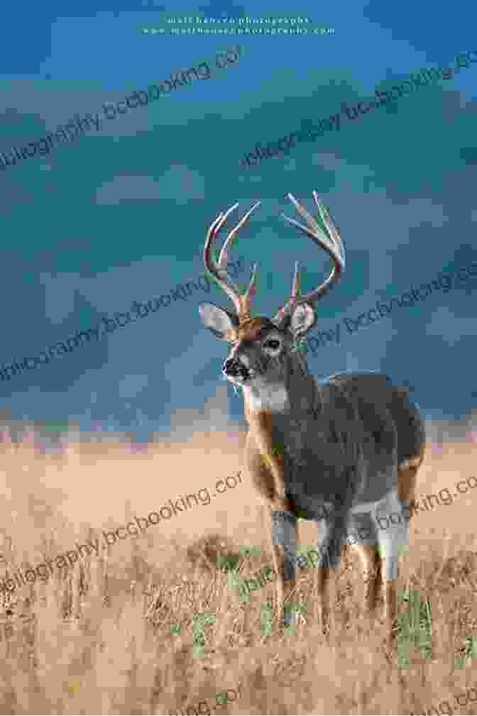 A Majestic Mature Whitetail Buck Stands In A Field Precision Bowhunting: A Year Round Approach To Taking Mature Whitetails