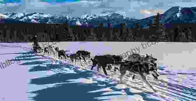 A Pack Of Sled Dogs Running Through The Snowy Alaskan Wilderness During The Iditarod Race. The Adventures Of Balto: The Untold Story Of Alaska S Famous Iditarod Sled Dog