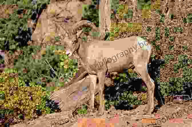 A Photograph Of A Bighorn Sheep Grazing In Zion National Park, Showcasing The Diverse Wildlife That Inhabits The Park. Zion: The Complete Guide: Zion National Park (Color Travel Guide)