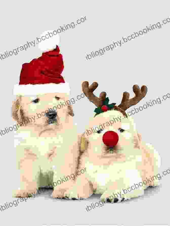 A Playful Golden Retriever Puppy Wearing A Festive Santa Hat 12 Dogs Of Christmas Steven Paul Leiva