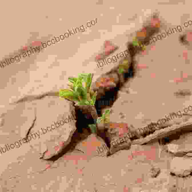 A Symbolic Image Of A Small Seedling Sprouting Through Cracked Earth, Representing The Indomitable Spirit Of Anna And Ruth. The Wren And The Sparrow (Holocaust)