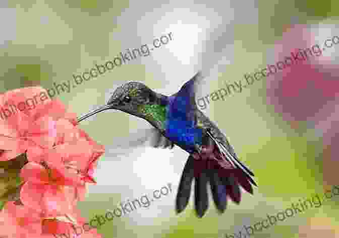 A Vibrant Hummingbird Perched On A Blossoming Flower. Puerto Rico S Birds In Photographs: An Illustrated Guide Including The Virgin Islands