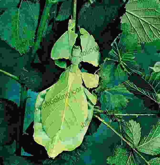 An Illustration Of A Stick Insect Camouflaged As A Leaf Insect Life (Yesterday S Classics) (Eyes And No Eyes 6)