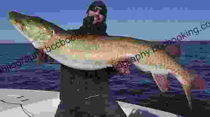Angler Fighting A Muskie On A Boat Pro Tactics: Muskie: Use The Secrets Of The Pros To Catch More And Bigger Muskies