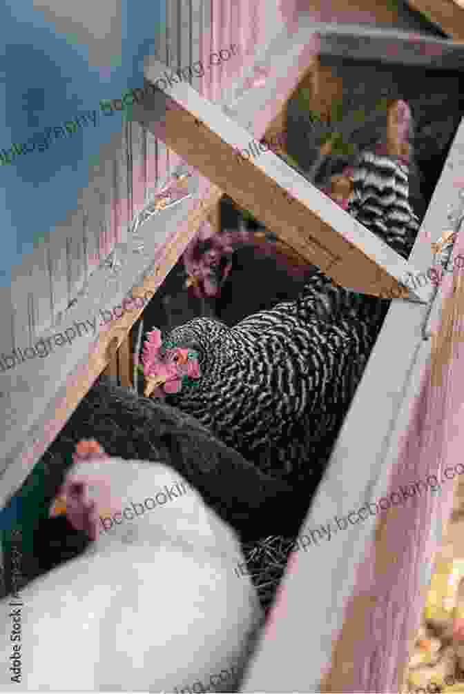 Chicks Huddled Together In A Coop How To Raise Strong Healthy Farm Animals 3 In 1: Covers Chickens Ducks And Pigs ( How To Books)