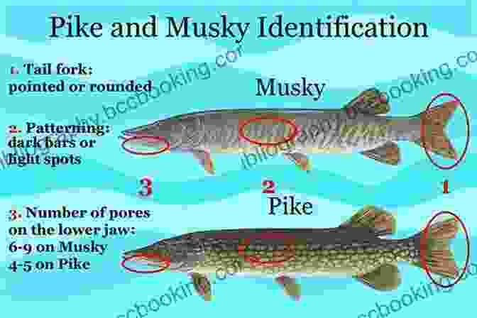 Detailed Illustration Of The Anatomy Of A Muskie Pro Tactics: Muskie: Use The Secrets Of The Pros To Catch More And Bigger Muskies