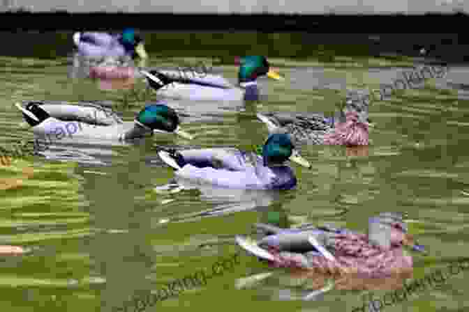 Ducks Swimming In A Pond How To Raise Strong Healthy Farm Animals 3 In 1: Covers Chickens Ducks And Pigs ( How To Books)
