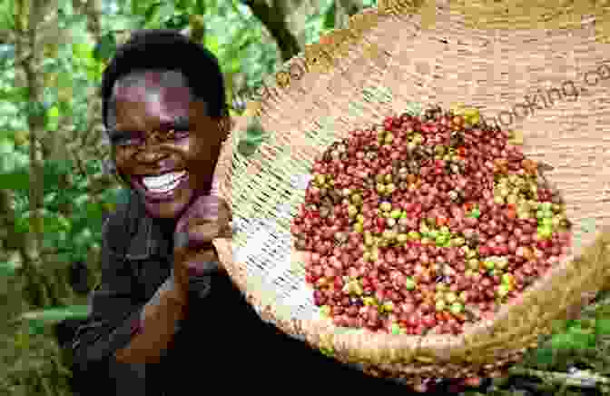Fair Trade Coffee Farmers Cheap Coffee: Behind The Curtain Of The Global Coffee Trade