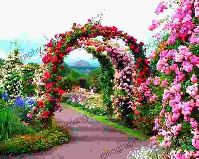 Image Of A Beautiful Rose Garden How To Grow Roses Penina L Baltrusch
