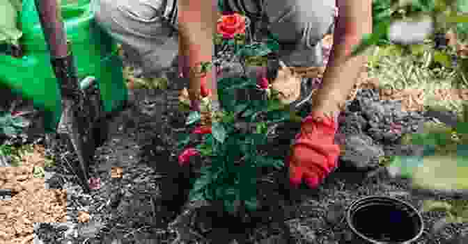 Image Of A Gardener Planting A Rose Bush How To Grow Roses Penina L Baltrusch