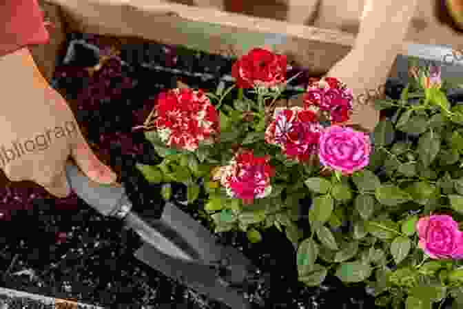 Image Of A Gardener Preparing Soil For Roses How To Grow Roses Penina L Baltrusch