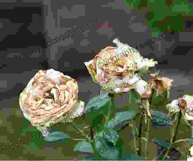 Image Of A Rose Bush Affected By Pests How To Grow Roses Penina L Baltrusch