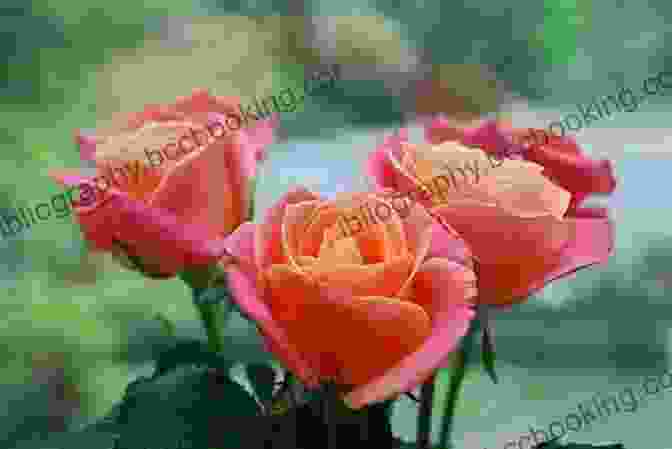 Image Of Different Rose Varieties How To Grow Roses Penina L Baltrusch