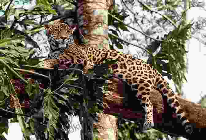 Jaguar In Central America Tropical Earth: Central America IAN BLAKEMORE