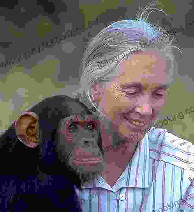 Jane Goodall, The Renowned Primatologist And Champion Of Chimpanzee Conservation Super Women: Six Scientists Who Changed The World