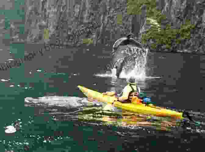 Kayaker Surrounded By Dolphins In Milford Sound New Zealand Calling J D Robb