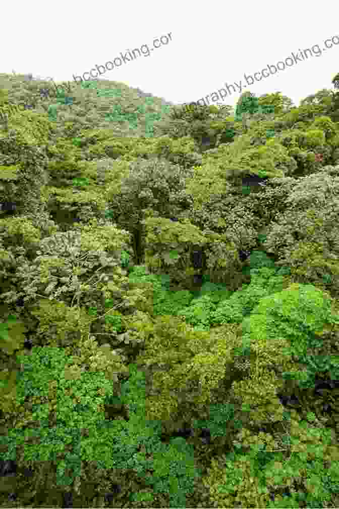 Lush Rainforest Canopy In Costa Rica Tropical Earth: Central America IAN BLAKEMORE