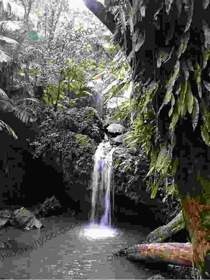 Majestic El Yunque National Rainforest In Puerto Rico Insight Guides Puerto Rico (Travel Guide EBook)