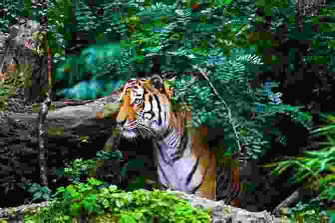 Majestic Tiger In Its Natural Habitat Living With Tigers Valmik Thapar
