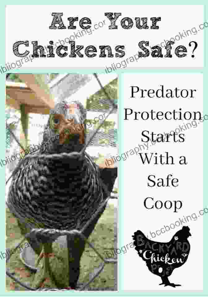 Protecting Your Chickens From Predators Is Essential For Flock Safety. How To Raise Strong Healthy Chickens: Quick Start Guide ( How To Books)