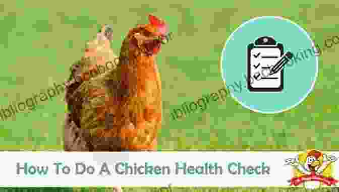 Regular Health Checks Prevent Disease And Ensure Chicken Well Being. How To Raise Strong Healthy Chickens: Quick Start Guide ( How To Books)