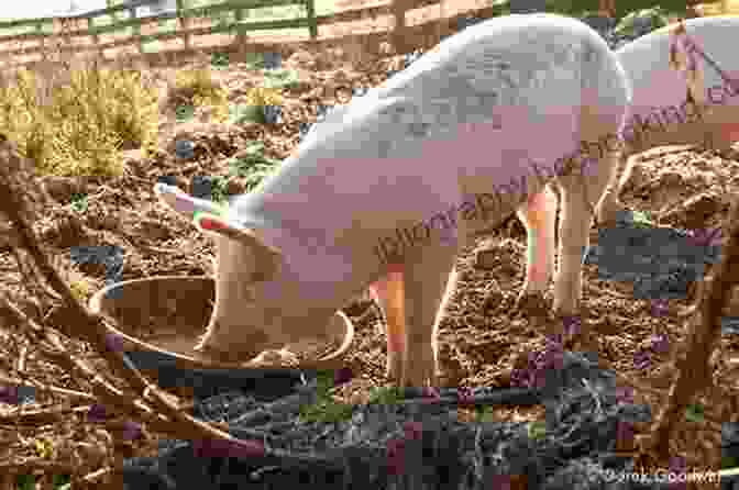Truffle The Piglet Enjoys A Happy Life In Her New Sanctuary Home Jasmine Green Rescues: A Piglet Called Truffle