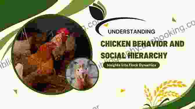 Understanding Chicken Psychology Fosters A Harmonious Flock Dynamic. How To Raise Strong Healthy Chickens: Quick Start Guide ( How To Books)